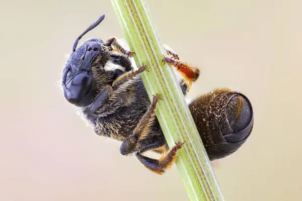 Hymenopteran Opknoping Groene Plant Stam — Stockfoto