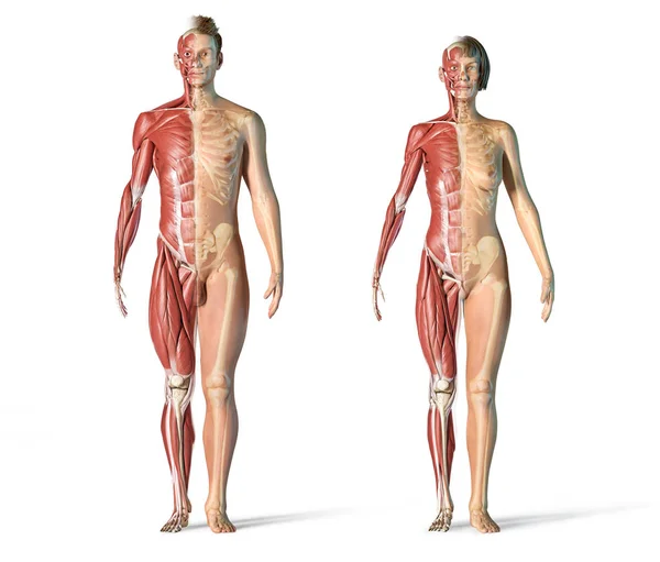 Músculos Sistemas Esqueléticos Masculinos Femeninos Vista — Foto de Stock