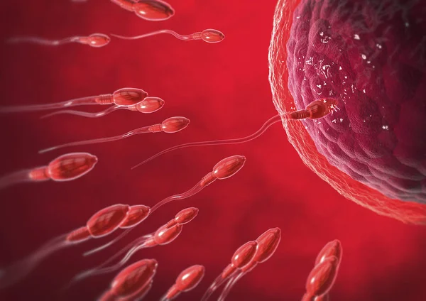 红色透明精子细胞向卵细胞游动的图示 — 图库照片