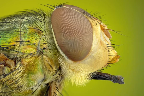 Retrato Cabeça Mosca Colorido Golpe Com Olhos Detalhado — Fotografia de Stock