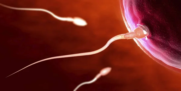 赤い透明な精子細胞卵子に向かって泳いでの イラストレーション — ストック写真
