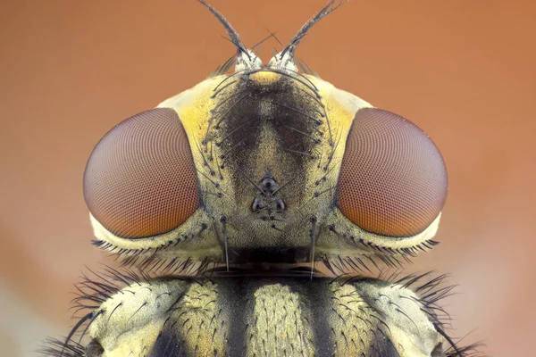 Mosca Estable Retrato Dorsal — Foto de Stock