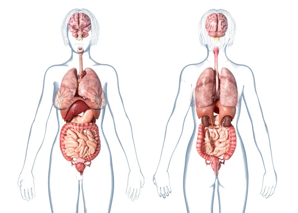 Vrouwelijke Anatomie Tonen Inwendige Organen Witte Achtergrond — Stockfoto