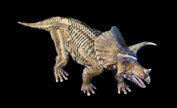 Triceratops Hayalet Etkisi Render Siyah Arka Plan Üzerine Iskeleti Ile — Stok fotoğraf