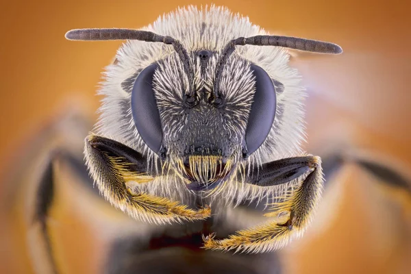 Abeja Sudorosa Retrato Detallado — Foto de Stock