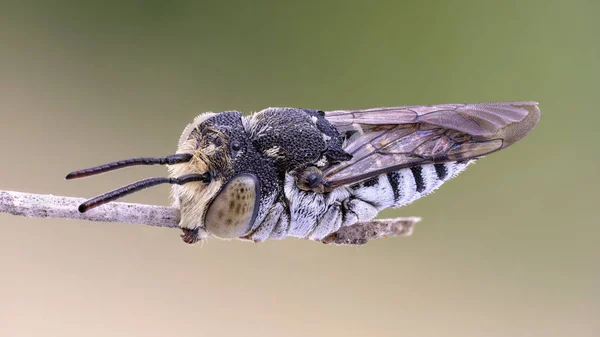 Nahaufnahme Einer Blattschneidenden Kuckucksbiene Der Spitze Eines Dünnen Zweiges — Stockfoto