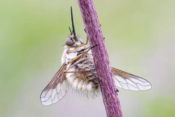 Close Bee Fly Hanging Wildflower Stem — Stock Photo, Image