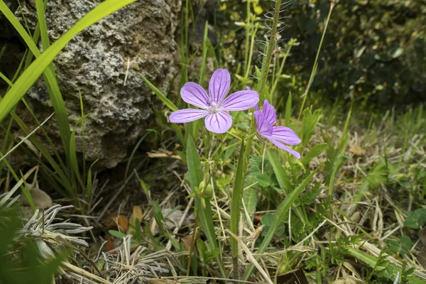 Çayırda Yetişen Hedgerow Cranesbill Çiçek Yakın Çekim — Stok fotoğraf