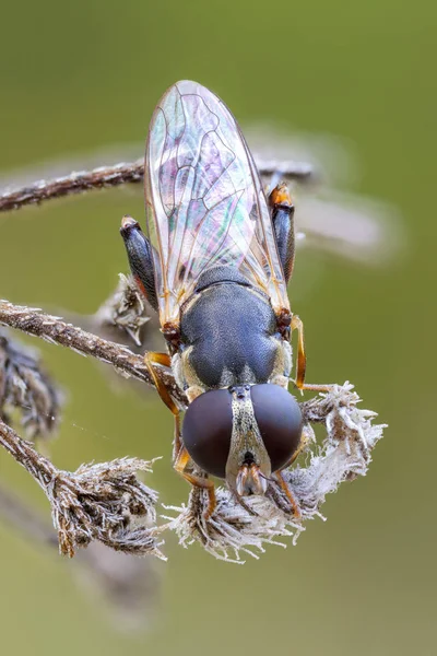 Thick Legged Hoverfly Dried Wild Plant — Stock Photo, Image