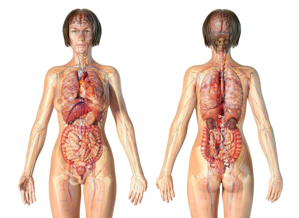 Vrouwelijke Anatomie Cardiovasculaire Systeem Met Skelet Inwendige Organen — Stockfoto