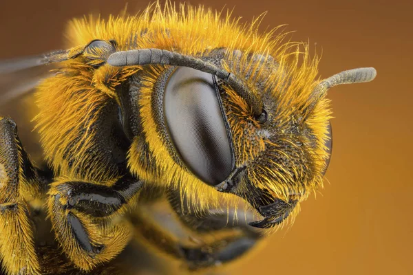 Close Orange Legged Furrow Bee — Stock Photo, Image