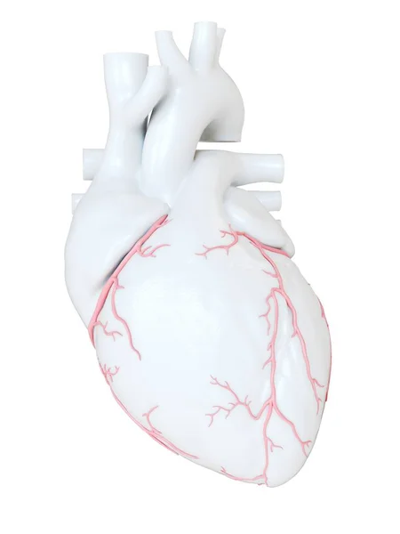 Людське Серце Коронарними Артеріями Цифрова Ілюстрація — стокове фото