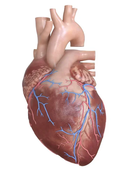 Human Heart Coronary Veins Digital Illustration — Stock Photo, Image