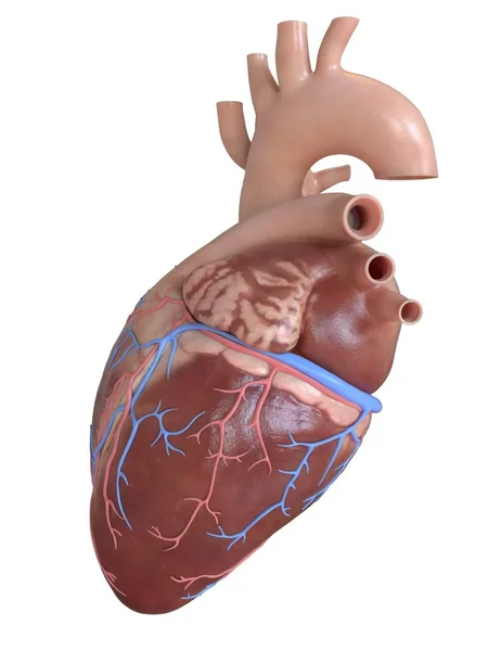 Людське Серце Коронарними Венами Артеріями Цифрова Ілюстрація — стокове фото