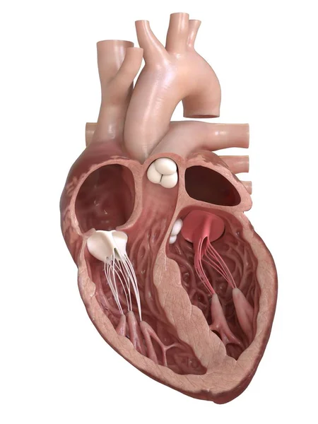 Anatomia Serca Człowieka Pokazano Zawory Przekrój Ilustracja — Zdjęcie stockowe