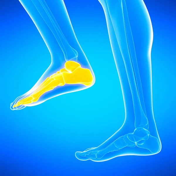 Human Foot Bones Digital Illustration — Stock Photo, Image