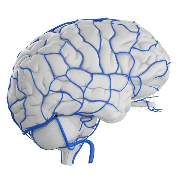 Sistema Venas Cerebrales Humanas Sobre Fondo Blanco Ilustración Digital — Foto de Stock