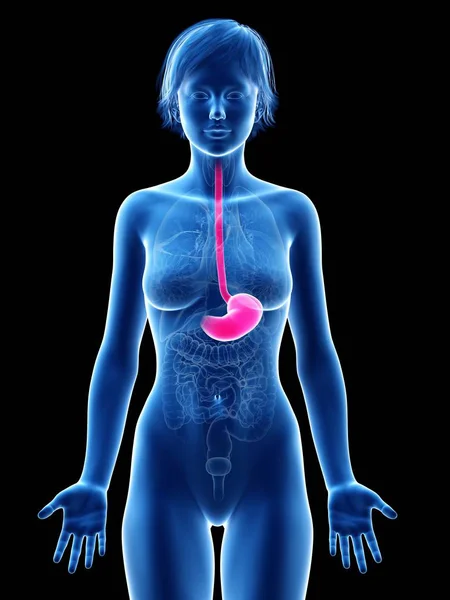 目に見える胃を持つ女性のシルエット デジタルイラスト — ストック写真