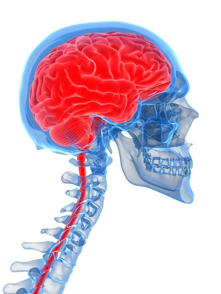 Cerebro Humano Columna Vertebral Sobre Fondo Blanco Ilustración Digital — Foto de Stock