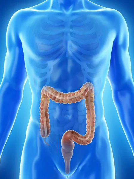 目に見える大腸を持つ男性のシルエット デジタルイラスト — ストック写真