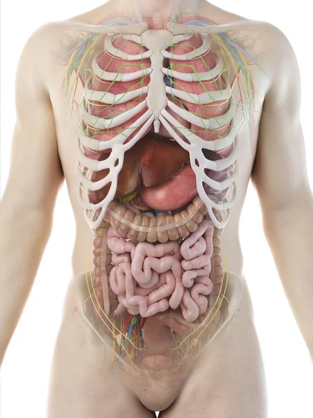 Realistisk Människokroppen Modell Som Visar Manlig Anatomi Med Inre Organ — Stockfoto