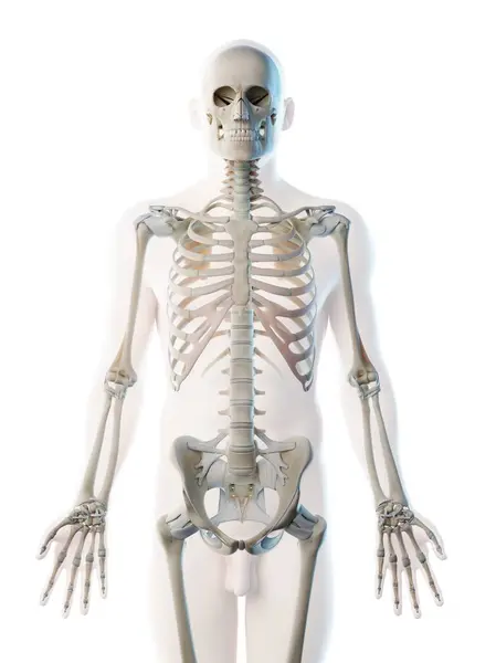 Male Silhouette Visible Upper Body Bones Computer Illustration — Stock Photo, Image