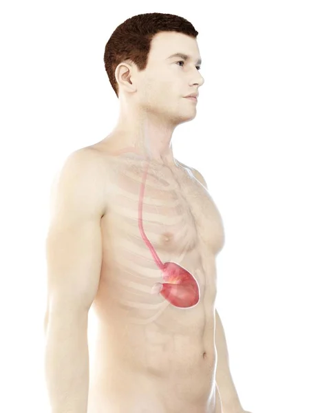 Anatomía Del Estómago Cuerpo Masculino Abstracto Ilustración Por Computadora —  Fotos de Stock