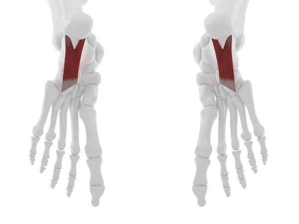 赤い色の四分円プランタの筋肉を持つ人間の骨格 デジタルイラスト — ストック写真