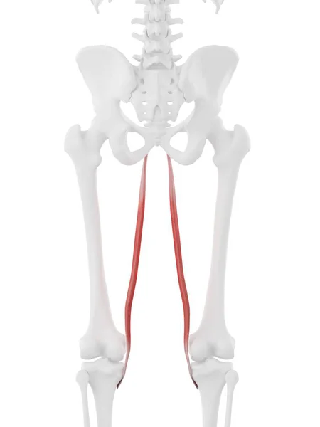 Scheletro Umano Con Dettagliato Muscolo Rosso Gracilis Illustrazione Digitale — Foto Stock