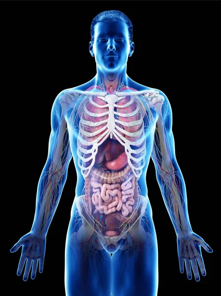 Realistyczny Model Ludzkiego Ciała Przedstawiający Męskiej Anatomii Narządów Wewnętrznych Żebra — Zdjęcie stockowe