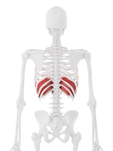 Diaphragm Human Skeleton Body Digital Illustration — Stock Photo, Image