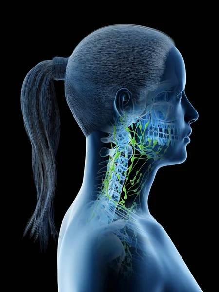 Side View Female Lymphatic System Head Neck Digital Illustration — Stock Photo, Image