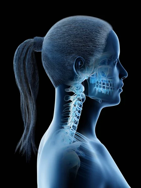 Anatomía Esqueleto Cabeza Cuello Femenino Ilustración Por Computadora — Foto de Stock