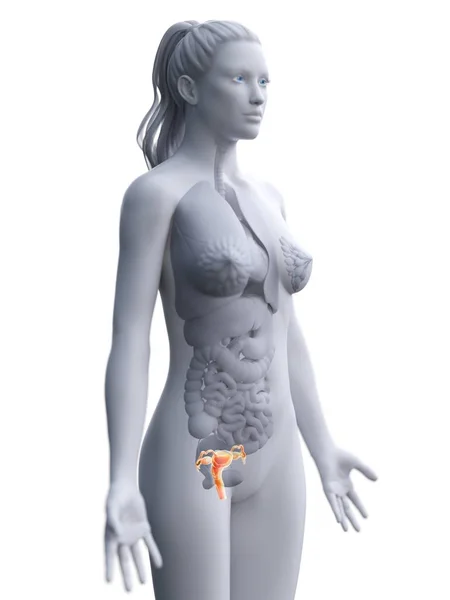 Abstraktní Ženské Tělo Viditelnou Dělohou Digitální Ilustrace — Stock fotografie