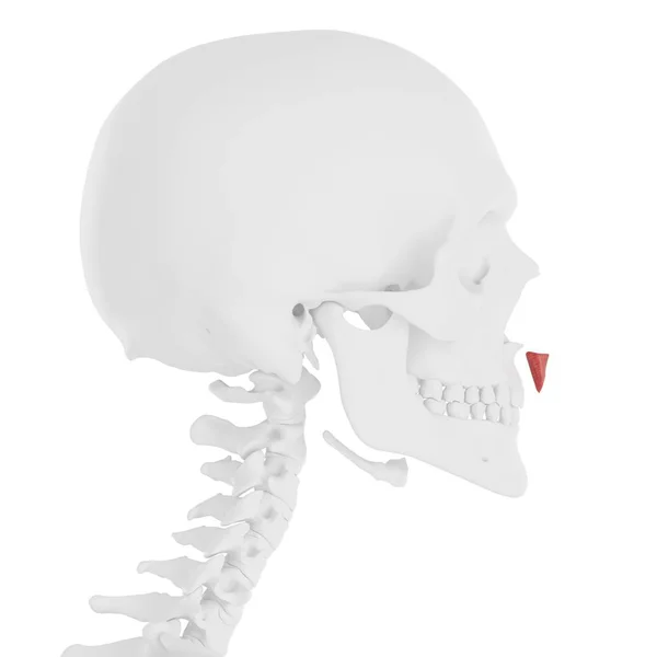Menschlicher Schädel Mit Detailliertem Roten Depressor Septi Nasi Muskel Digitale — Stockfoto