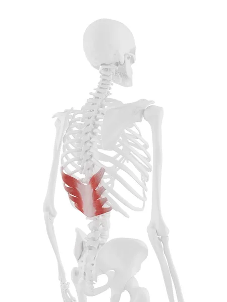 Человеческий Скелет Красным Цветом Serratus Задней Нижней Мышцы Цифровая Иллюстрация — стоковое фото