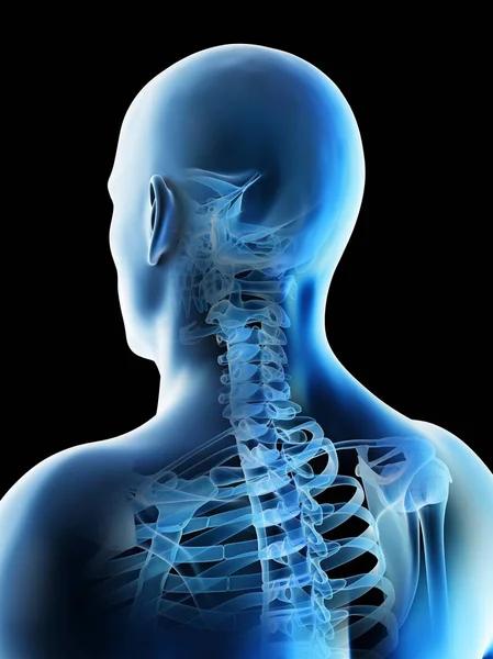 Huesos Cabeza Cuello Masculinos Abstractos Ilustración Por Computadora —  Fotos de Stock