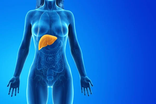 具有蓝色背景的详细肝脏的女性轮廓 计算机图解 — 图库照片