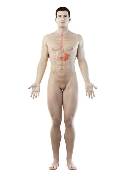 Anatomía Del Estómago Cuerpo Masculino Abstracto Ilustración Por Computadora — Foto de Stock