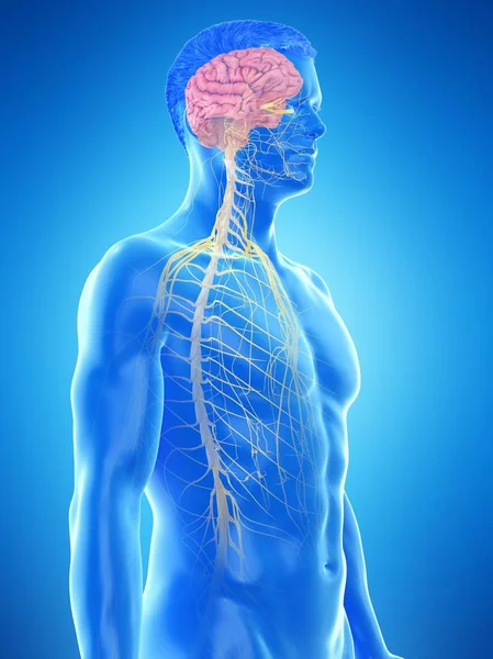 Male Anatomy Showing Brain Nervous System Computer Illustration — Stock Photo, Image