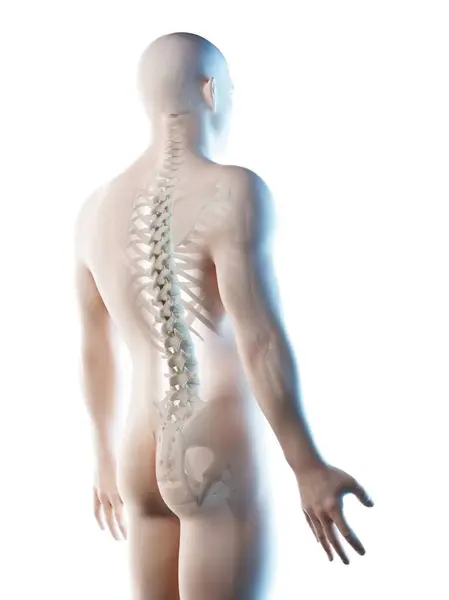 Silueta Masculina Con Huesos Visibles Espalda Ilustración Por Ordenador — Foto de Stock