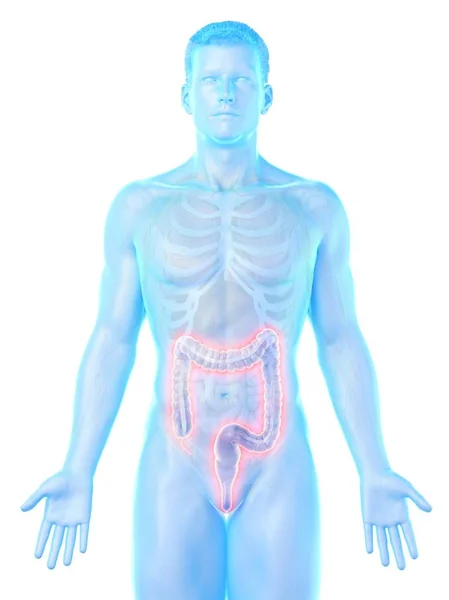 Male Silhouette Visible Large Intestine Digital Illustration — Stock Photo, Image