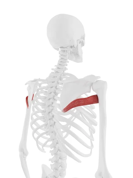 詳細なテレス大筋を持つ人間の骨格モデル コンピュータイラスト — ストック写真