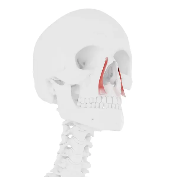Menschliches Skelett Mit Rot Gefärbten Levator Labii Superioris Alaeque Nasi — Stockfoto
