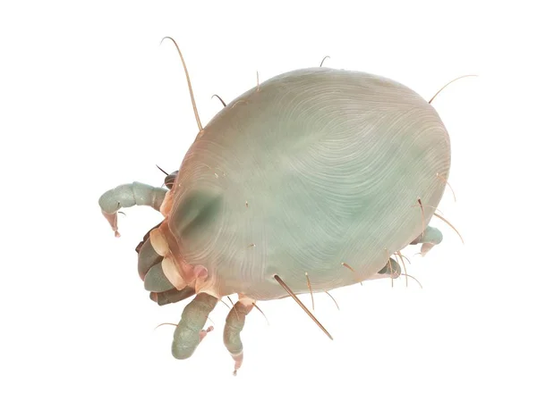 Parasitic Dust Mite White Background Digital Illustration — Stock Photo, Image