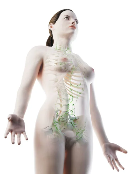 Female Body Showing Skeleton Lymphatic System Digital Illustration — Stock Photo, Image