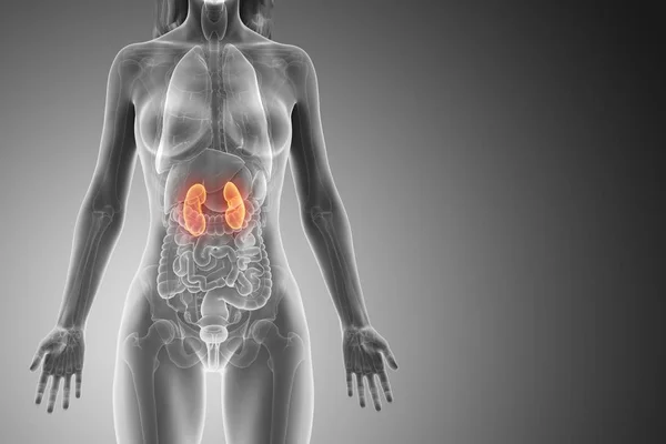 Female Anatomy Visible Colored Kidneys Computer Illustration — Stock Photo, Image