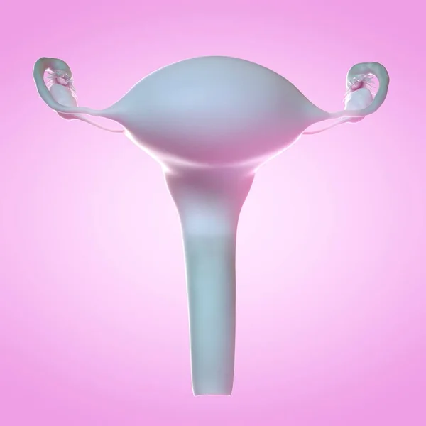 Realistic Female Uterus Pink Background Computer Illustration — Stock Photo, Image