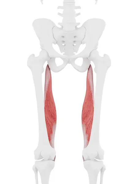 Esqueleto Humano Con Músculo Semimembranosus Color Rojo Ilustración Digital — Foto de Stock