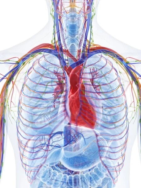 Анатомія Серця Чоловічій Грудній Клітці Комп Ютерна Ілюстрація — стокове фото